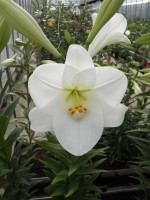 [1725 Illusive Mak No01.JPG]